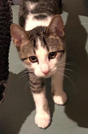 Enlarge Firestone, a Adopted Domestic Short Hair in Shawnee, KS image 2/3