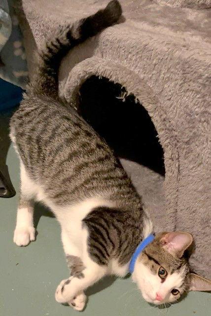 Enlarge Firestone, a Adopted Domestic Short Hair in Shawnee, KS image 3/3