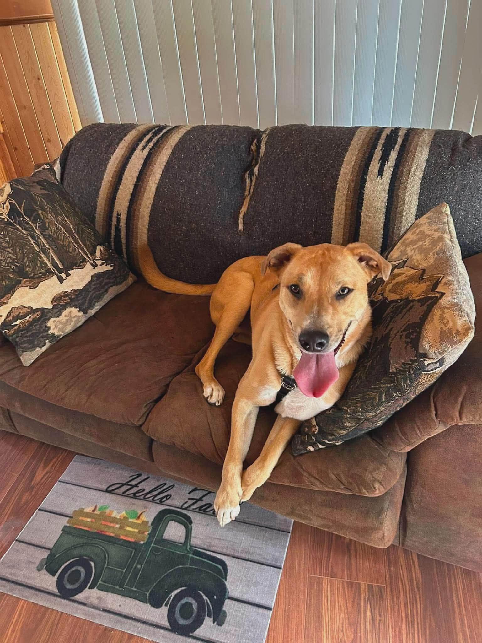 Mickey, Adoptable, Young Male Mixed Breed.