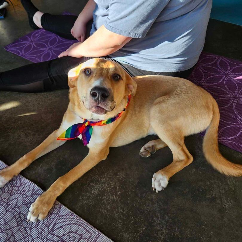 Mickey, a Adoptable Mixed Breed in Sioux Falls, SD image 5/6