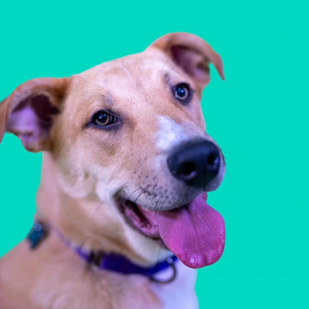 Mickey, a Adoptable Mixed Breed in Sioux Falls, SD image 2/6