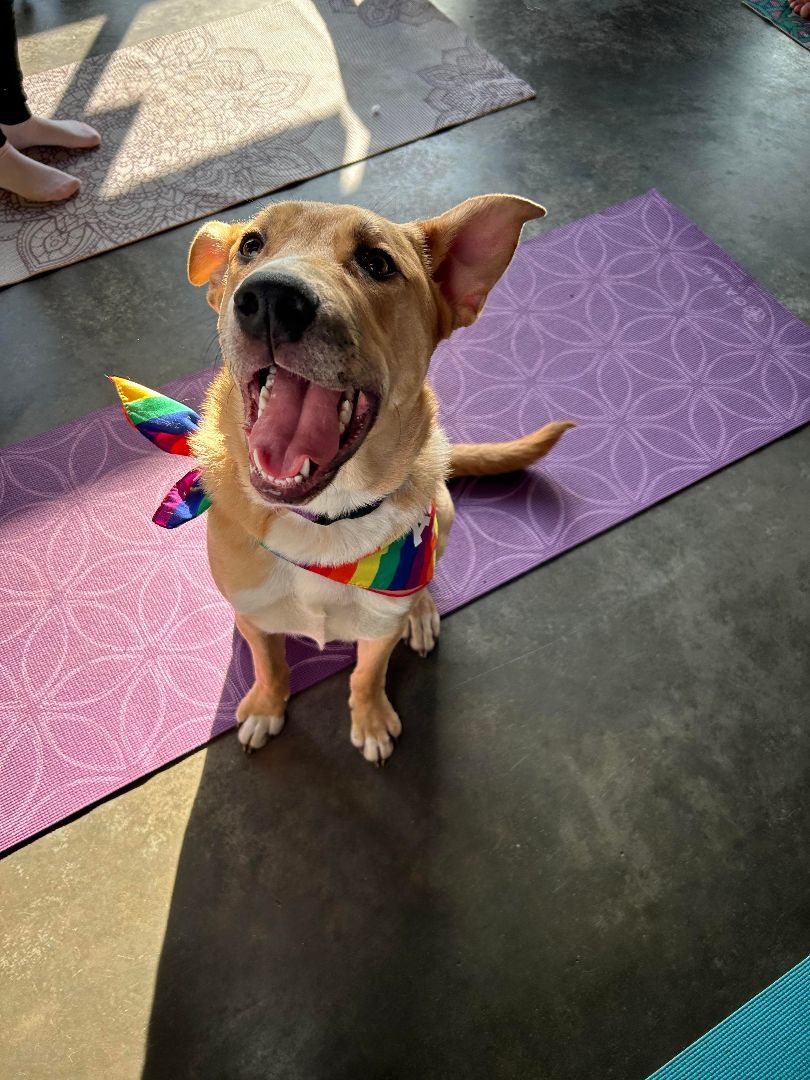 Mickey, a Adoptable Mixed Breed in Sioux Falls, SD image 6/6