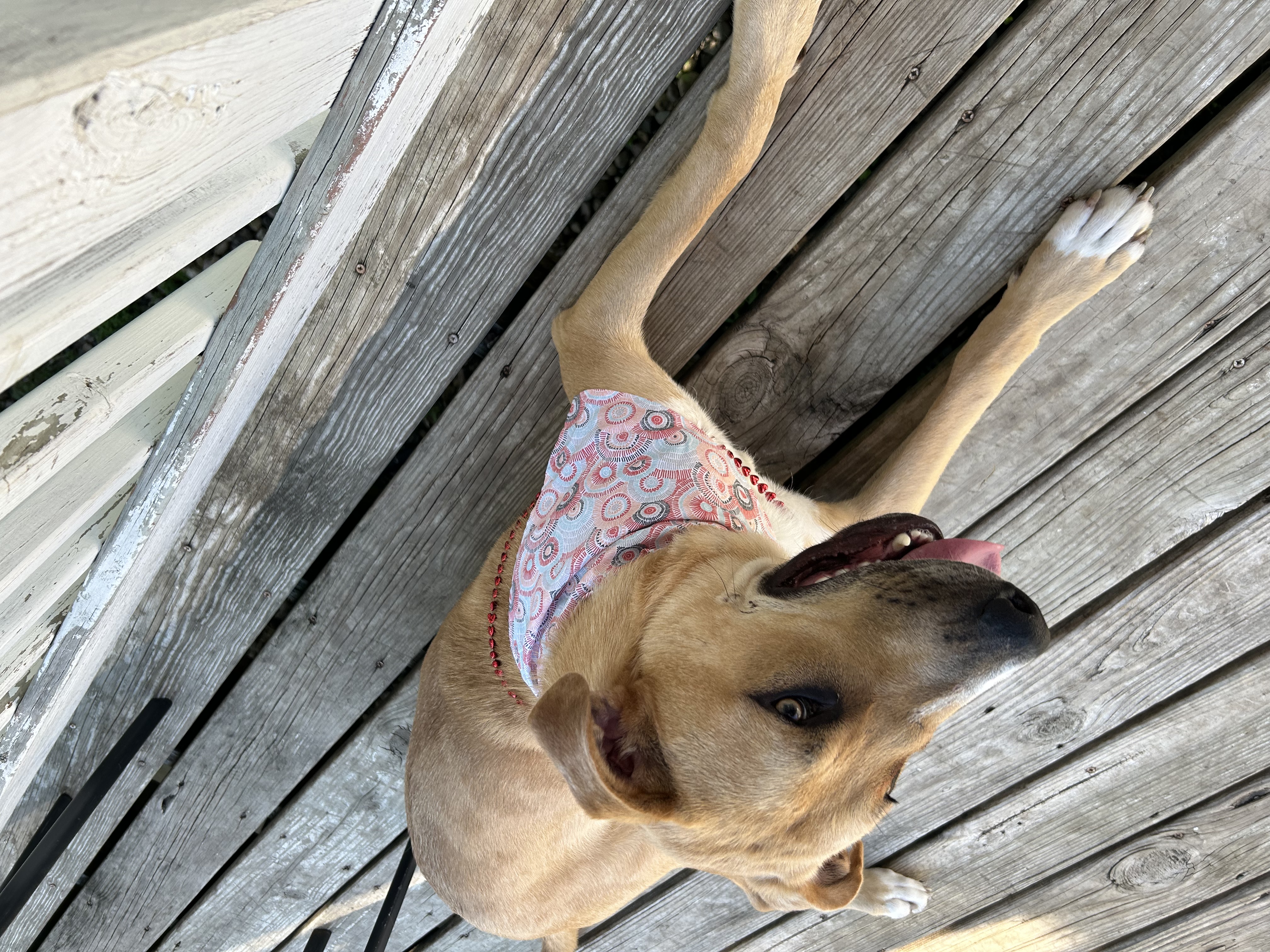 Mickey, a Adoptable Mixed Breed in Sioux Falls, SD image 3/6