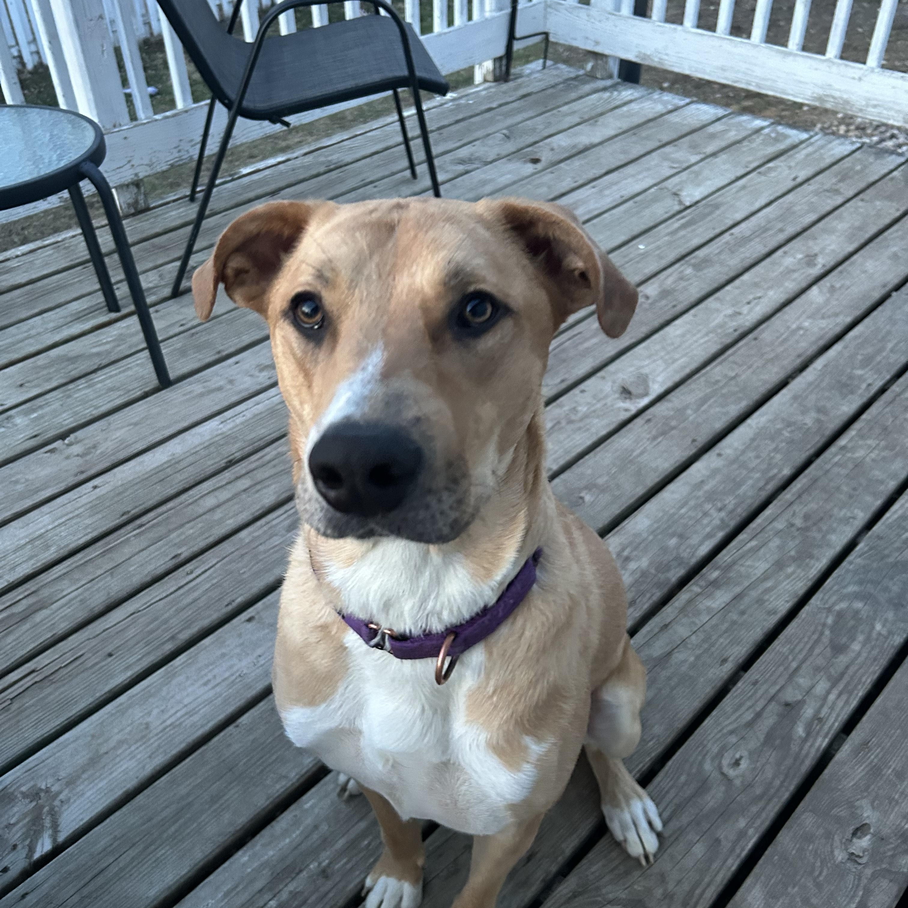 Mickey, a Adoptable Mixed Breed in Sioux Falls, SD image 1/6