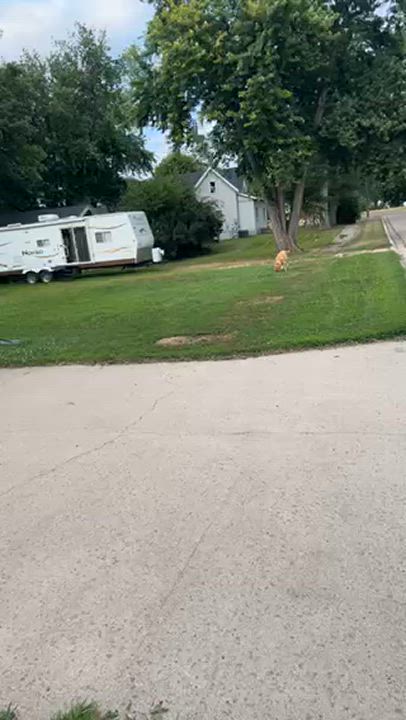 Enlarge Mickey, a Adoptable Mixed Breed in Sioux Falls, SD video 4/6