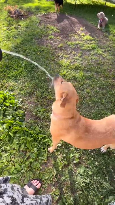 Enlarge Mickey, a Adoptable Mixed Breed in Sioux Falls, SD video 6/6