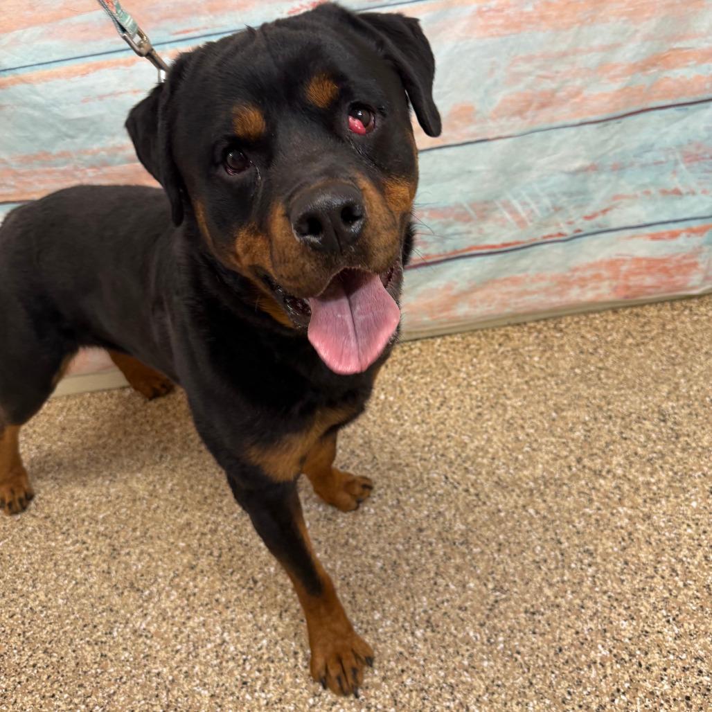 John Cena, a Adoptable Rottweiler in Cheyenne, WY image 1/4
