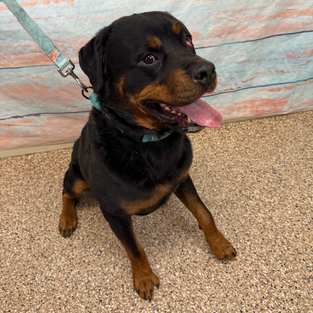 John Cena, a Adoptable Rottweiler in Cheyenne, WY image 2/4