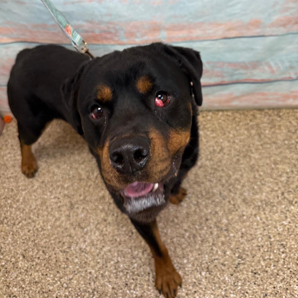 John Cena, a Adoptable Rottweiler in Cheyenne, WY image 4/4