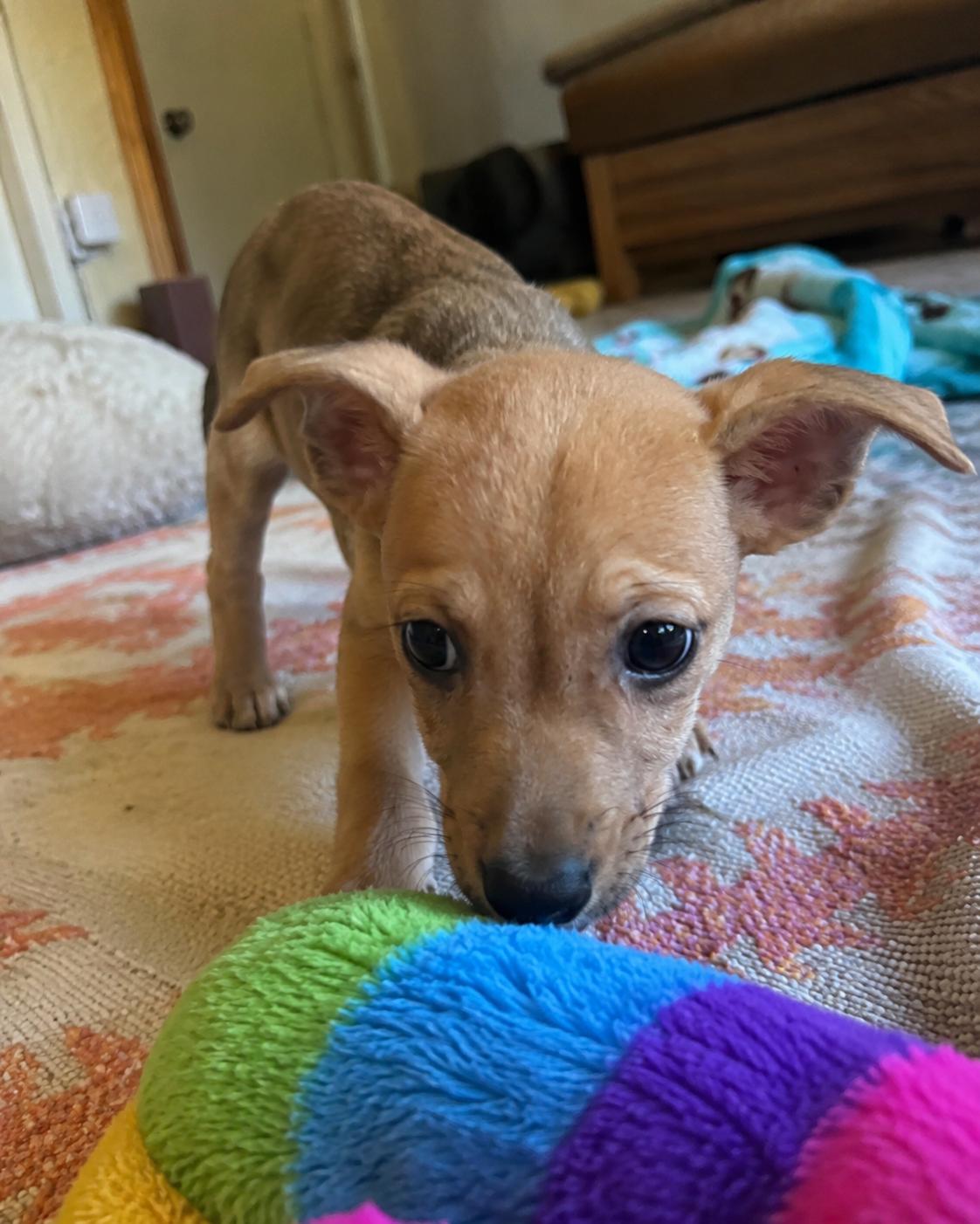 Faith, an adopted mixed breed in Encinitas, CA image 4/6