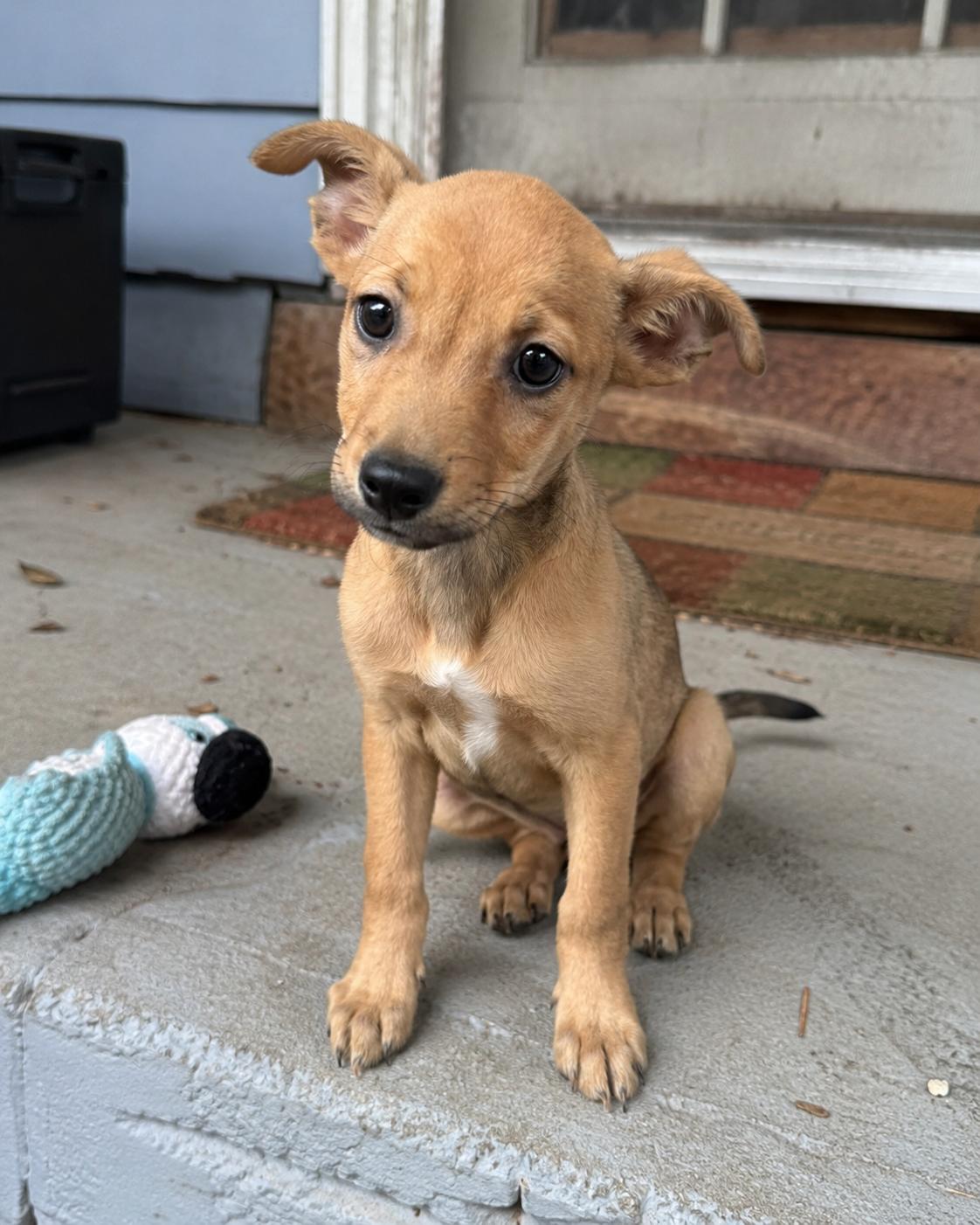 Faith, an adopted mixed breed in Encinitas, CA image 2/6
