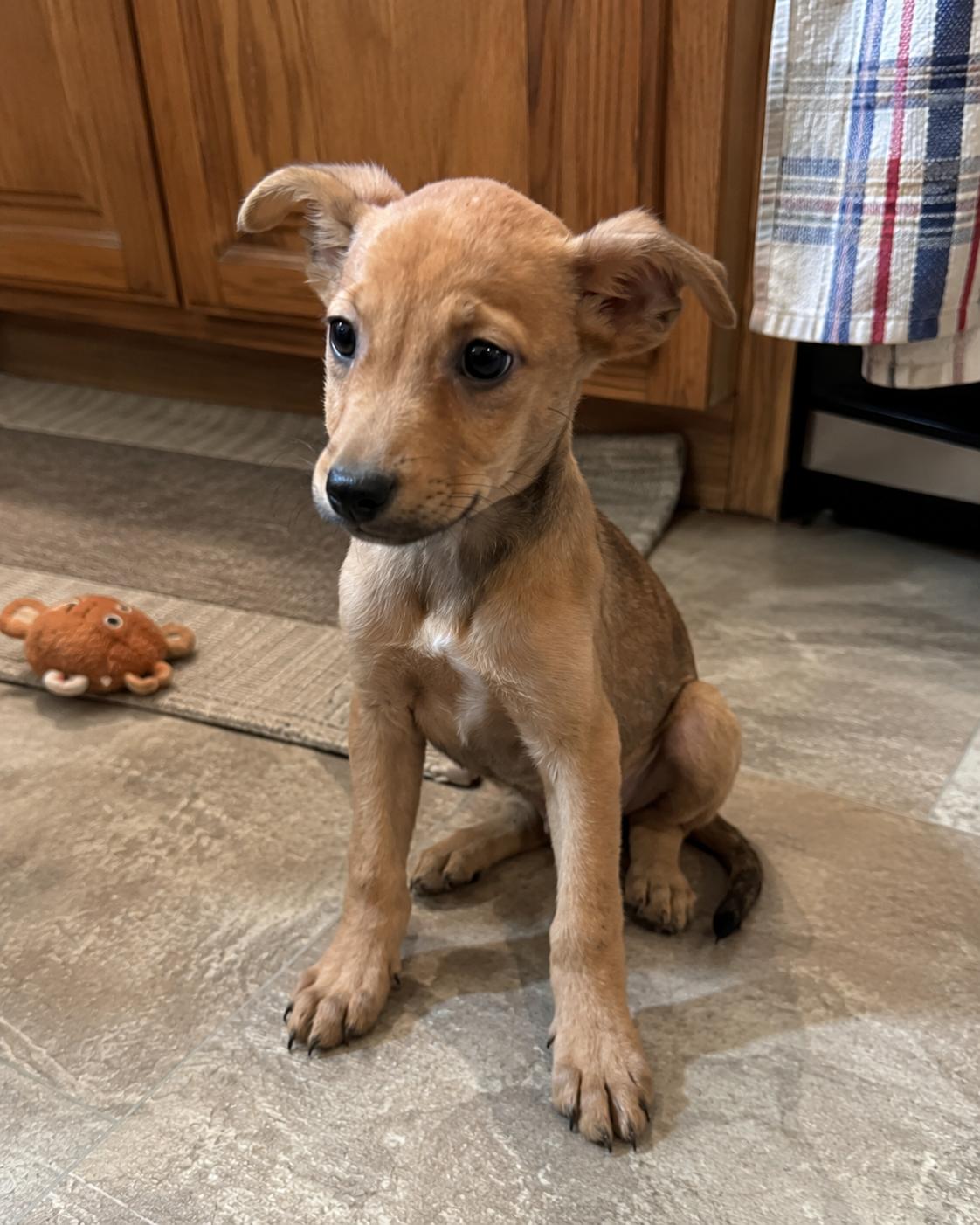 Faith, an adopted mixed breed in Encinitas, CA image 6/6