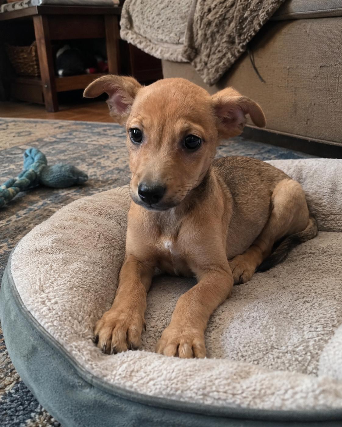 Faith, an adopted mixed breed in Encinitas, CA image 5/6
