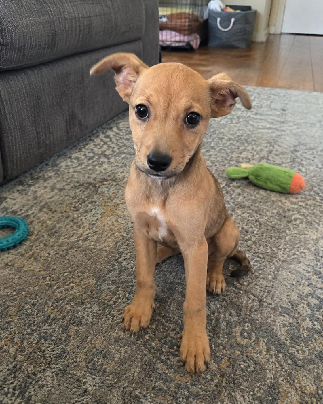 Faith, an adopted mixed breed in Encinitas, CA image 1/6