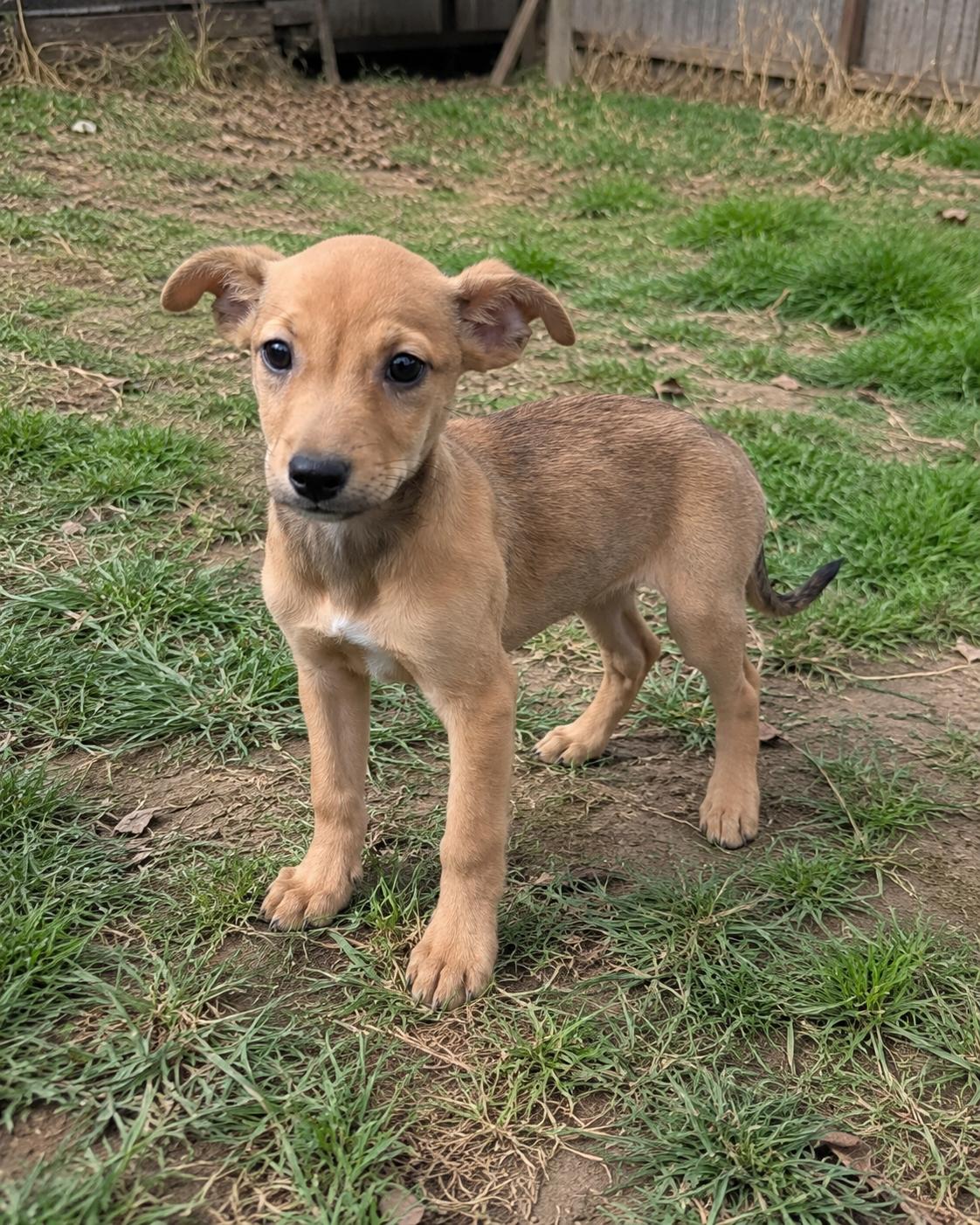 Faith, an adopted mixed breed in Encinitas, CA image 3/6
