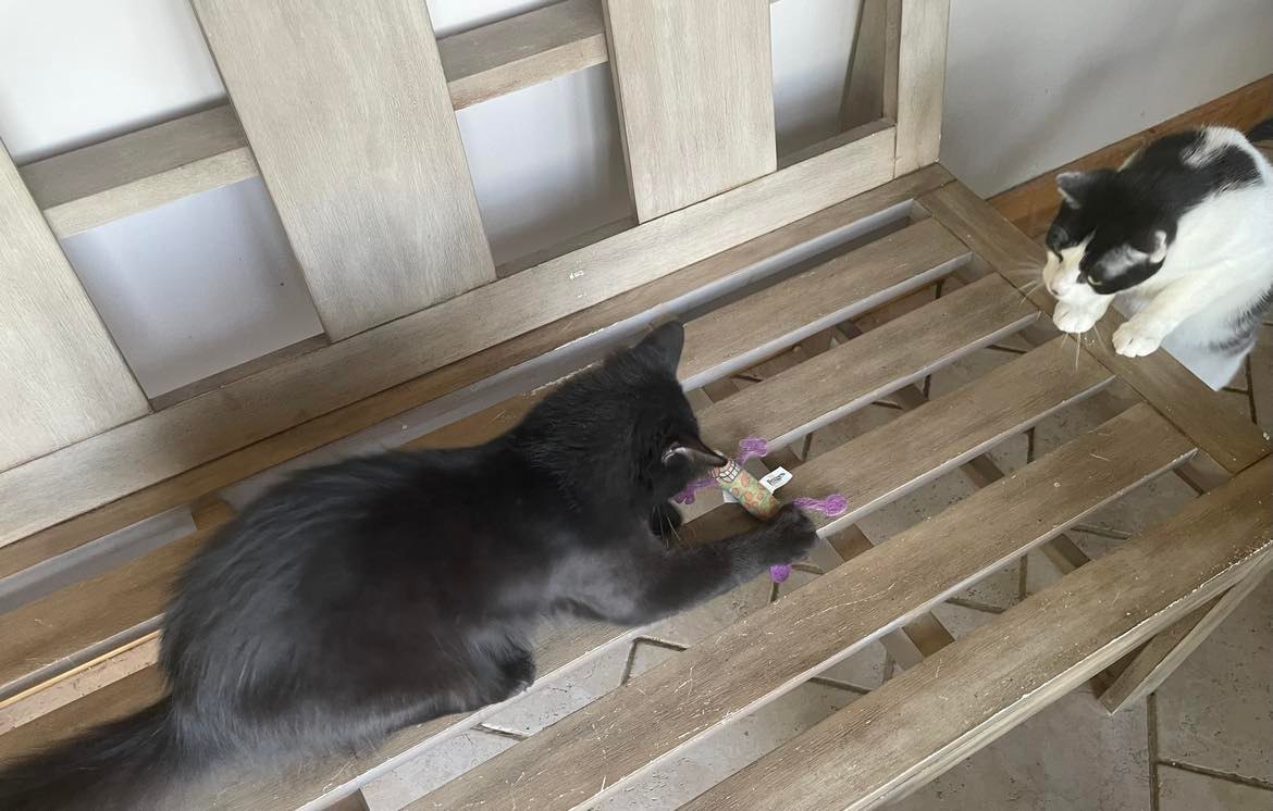 Bruce, a Adoptable Domestic Long Hair in Midland, MI image 1/13