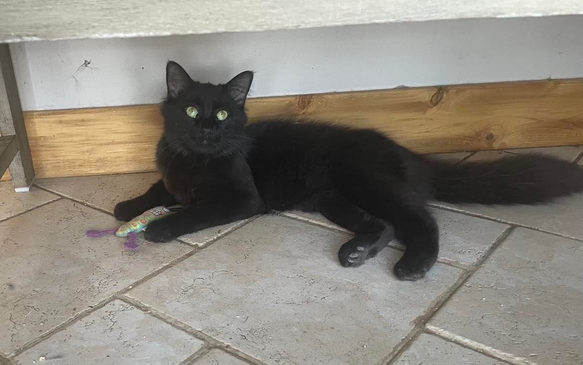 Bruce, a Adoptable Domestic Long Hair in Midland, MI image 2/13