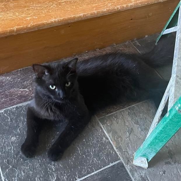 Bruce, a Adoptable Domestic Long Hair in Midland, MI image 3/13