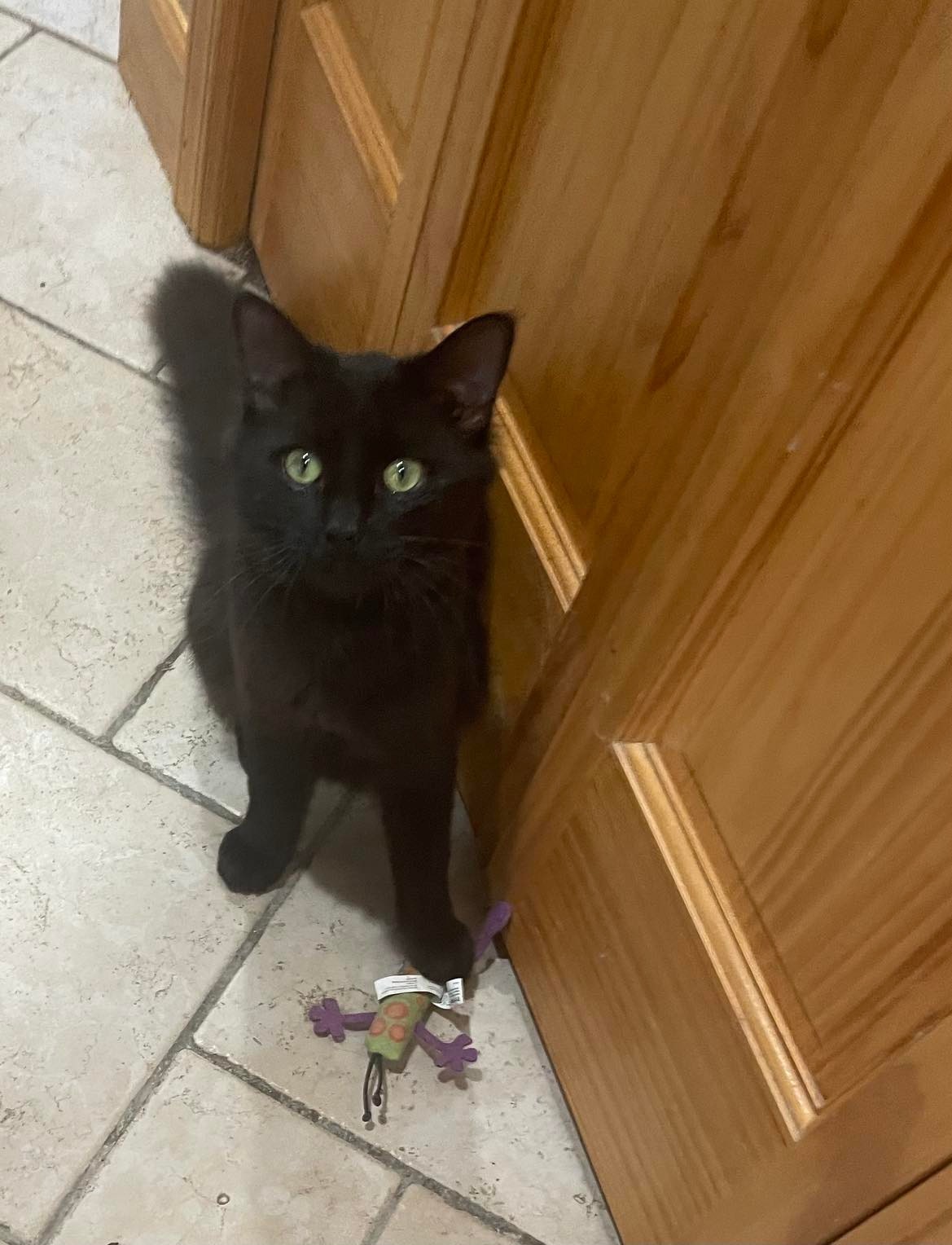 Bruce, a Adoptable Domestic Long Hair in Midland, MI image 4/13