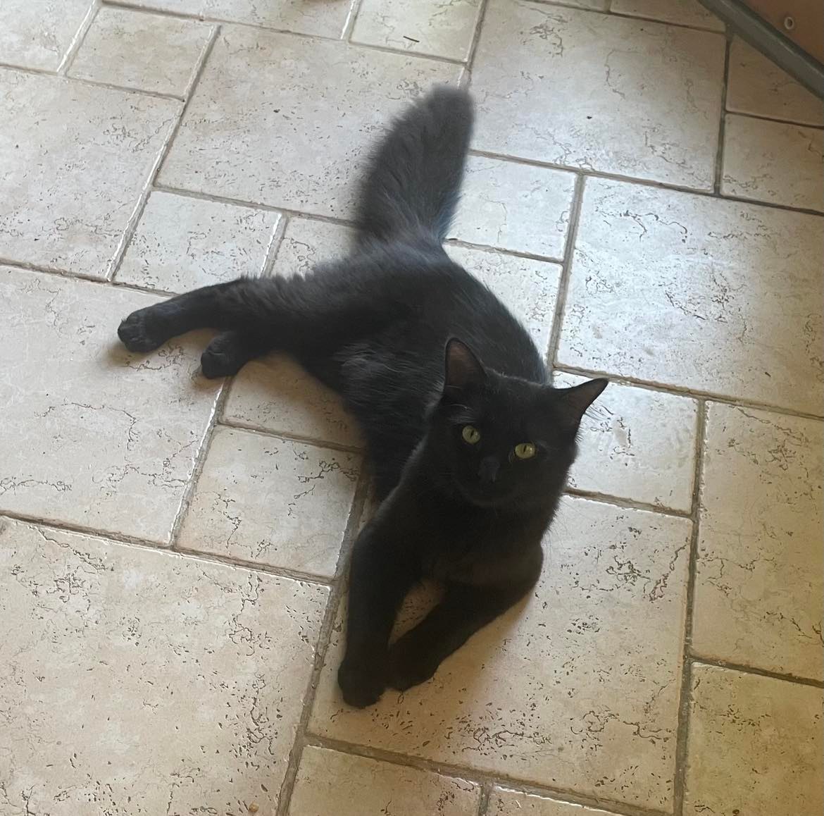 Bruce, a Adoptable Domestic Long Hair in Midland, MI image 5/13