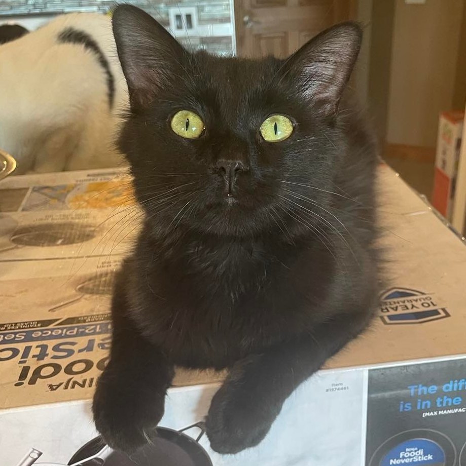 Bruce, a Adoptable Domestic Long Hair in Midland, MI image 6/13