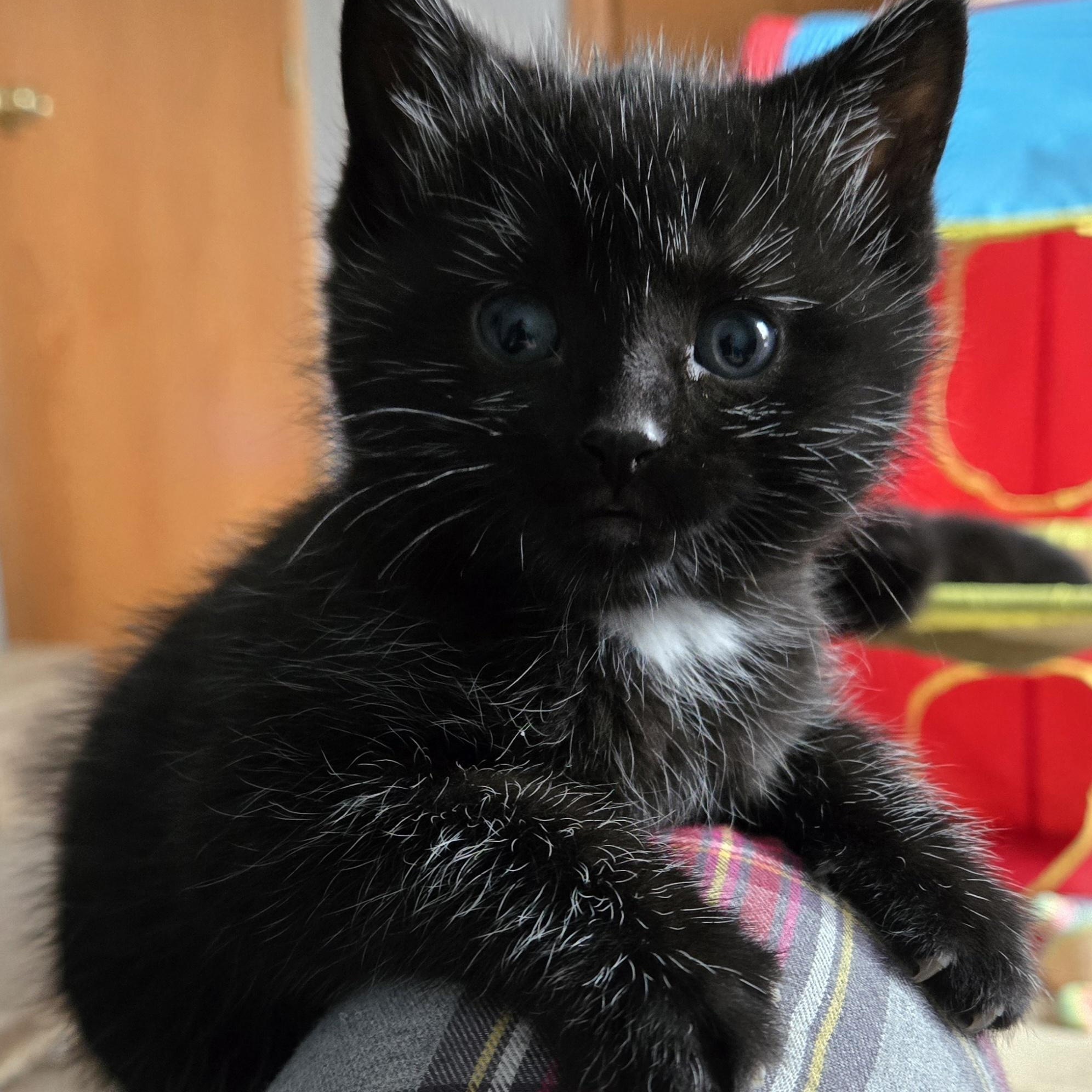Blizzard, ADOPTABLE, Kitten Male Domestic Short Hair.