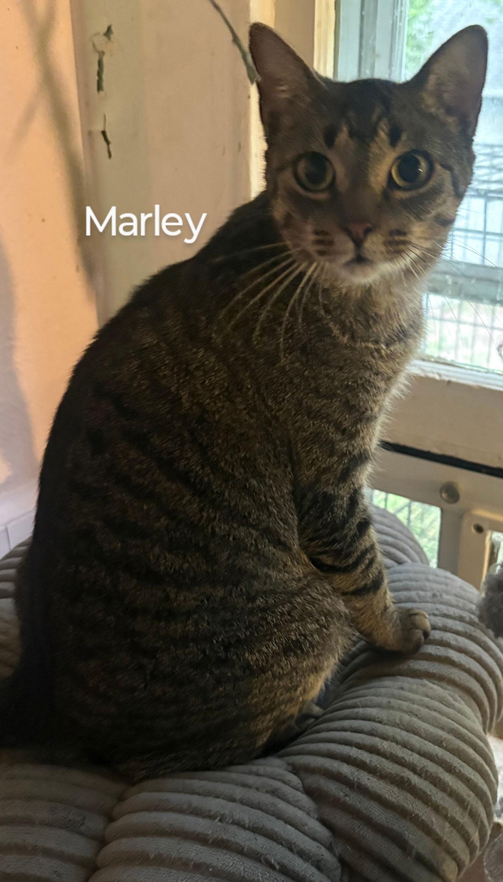 Enlarge Marley, a Adoptable Domestic Short Hair in Niles, MI image 1/1