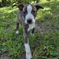 Juvenile, ADOPTABLE, Puppy Male Black Labrador Retriever.