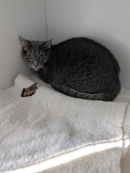 Jesse, Adoptable, Adult Female Domestic Short Hair & Domestic Short Hair.