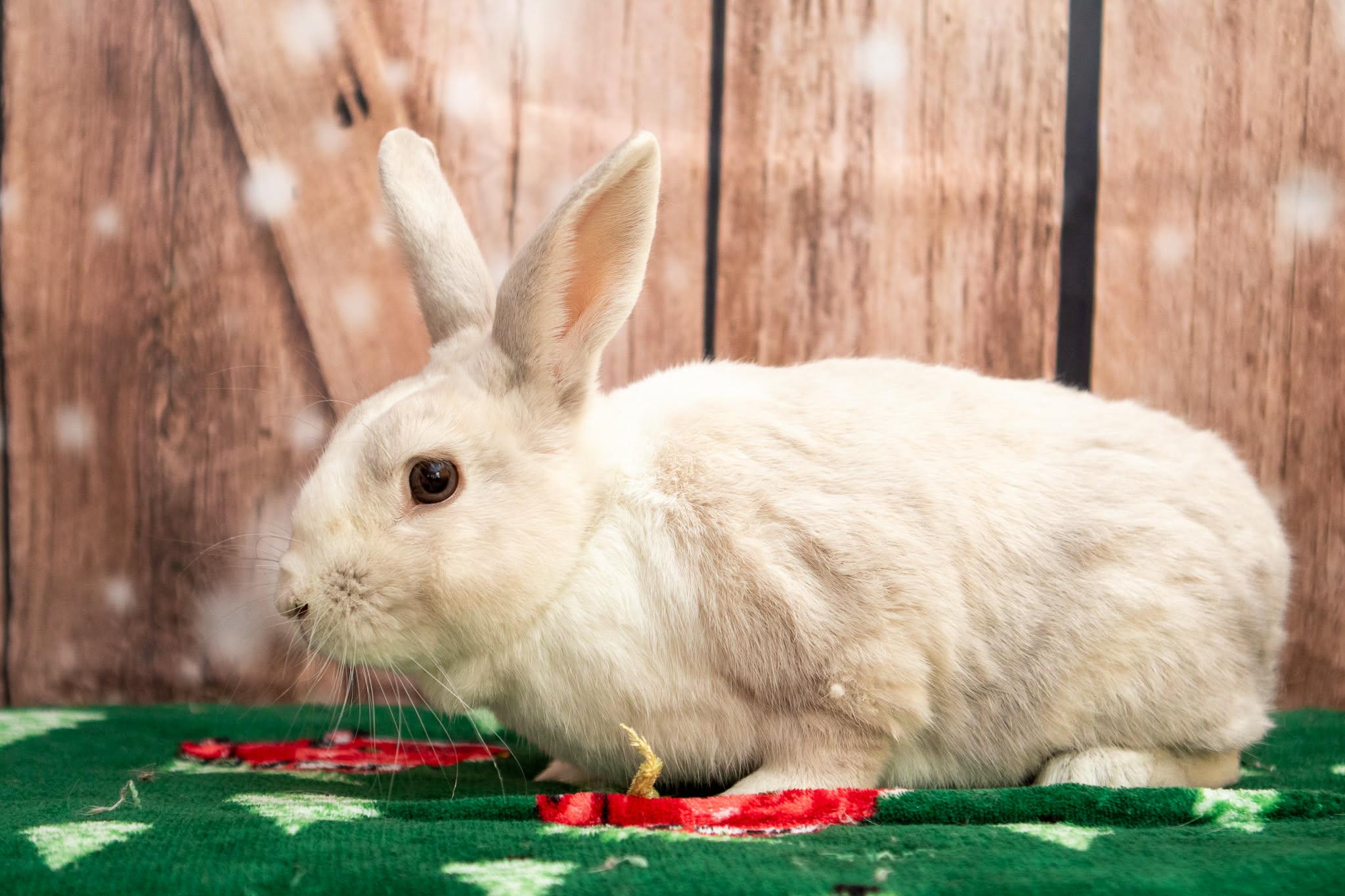 Enlarge Brady, an adopted mixed breed in Erie, PA image 2/2