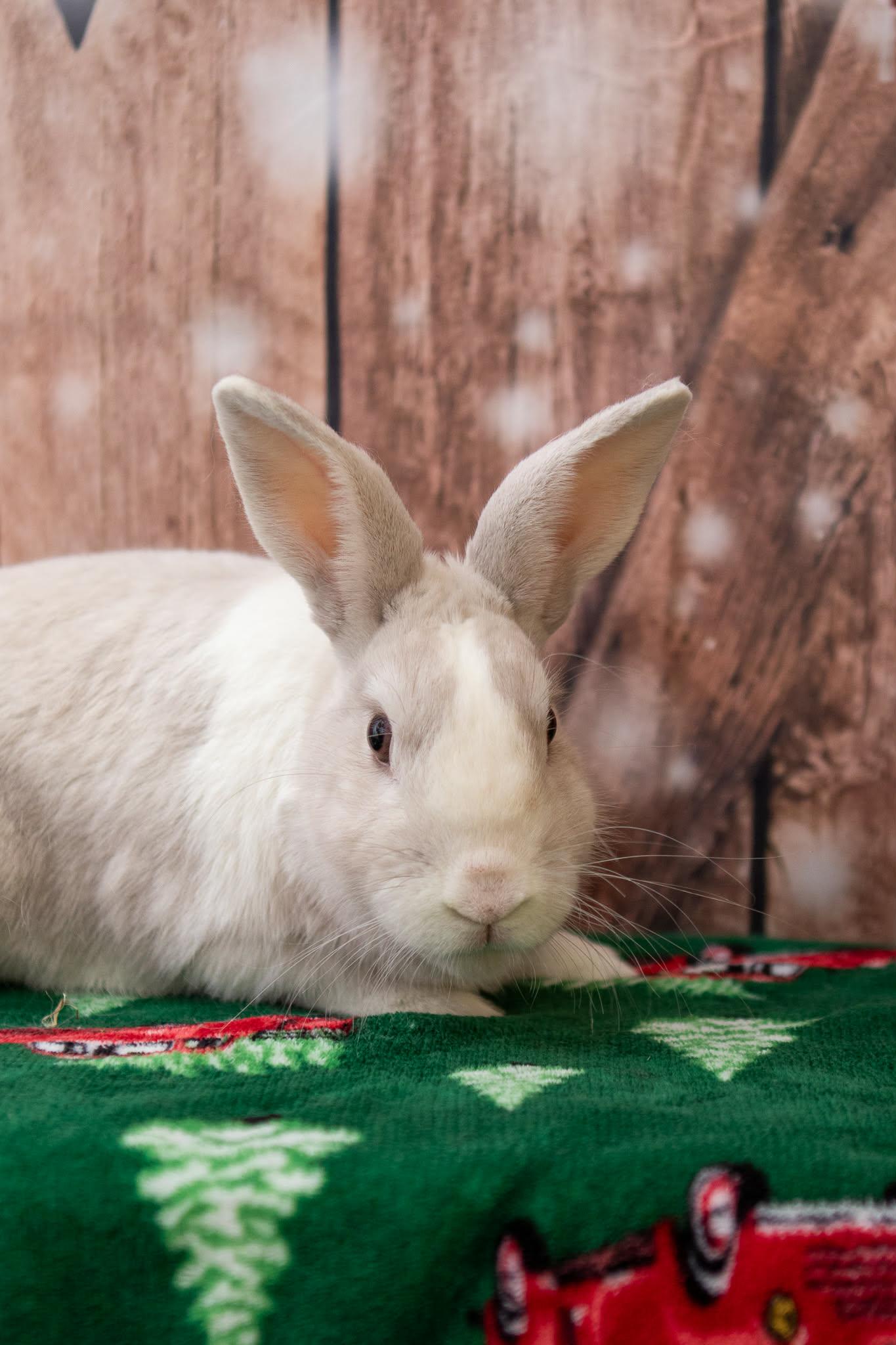 Brady, adopted, Adult Male Dutch.