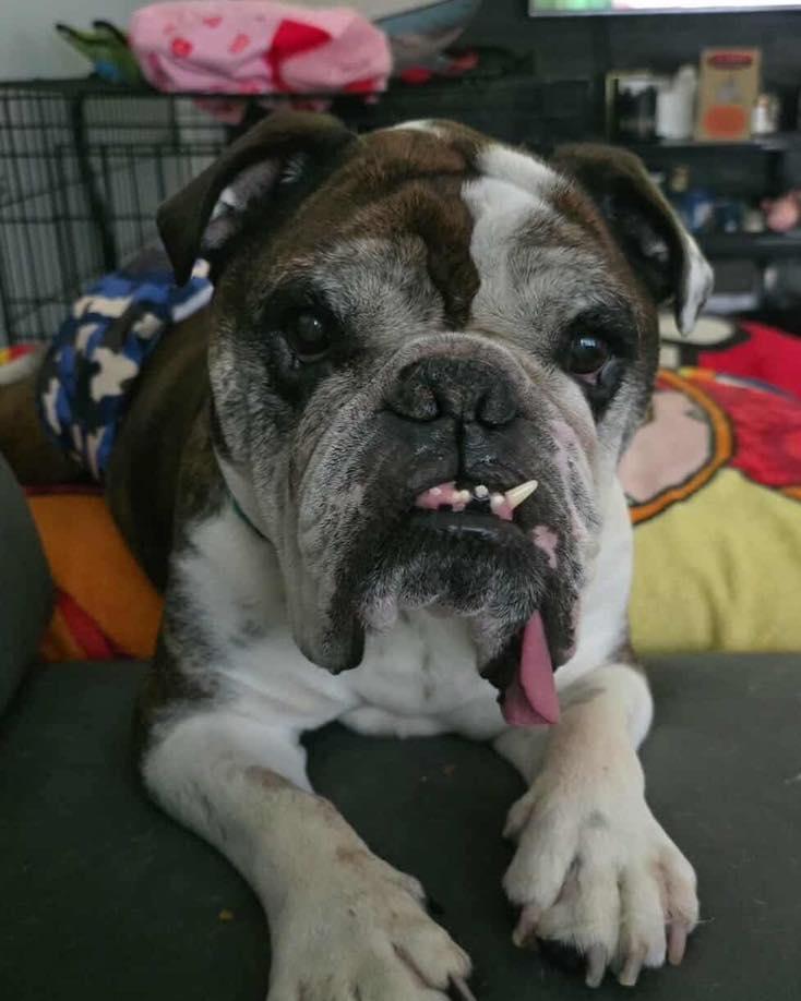 BOOMER, Adoptable, Adult Male English Bulldog.