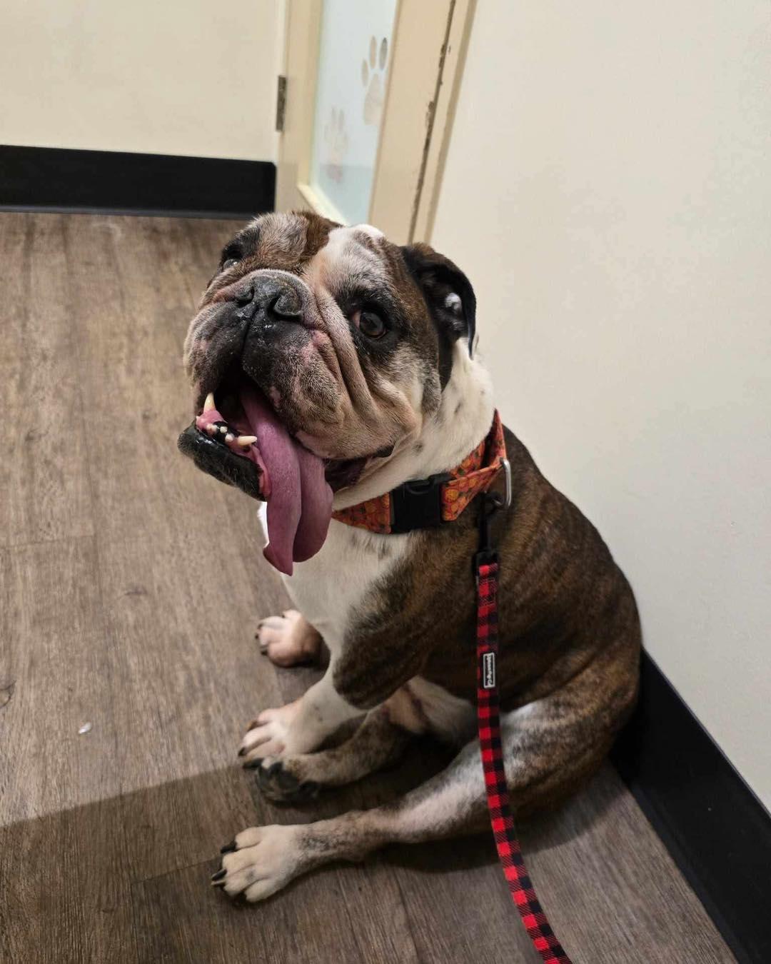 BOOMER, an adoptable English Bulldog in Calgary, AB, T2Y 3W0 | Photo Image 2