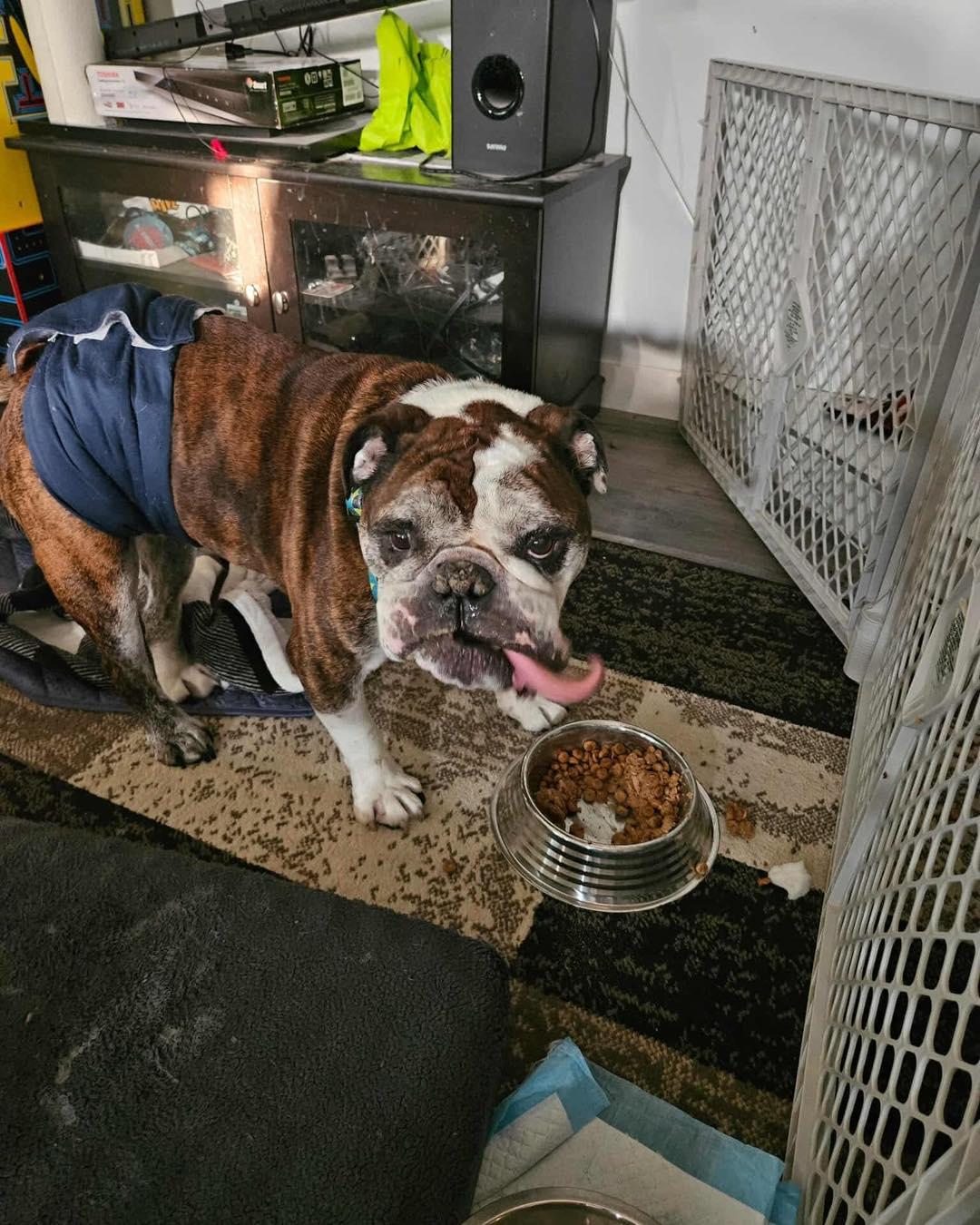 BOOMER, an adoptable English Bulldog in Calgary, AB, T2Y 3W0 | Photo Image 3