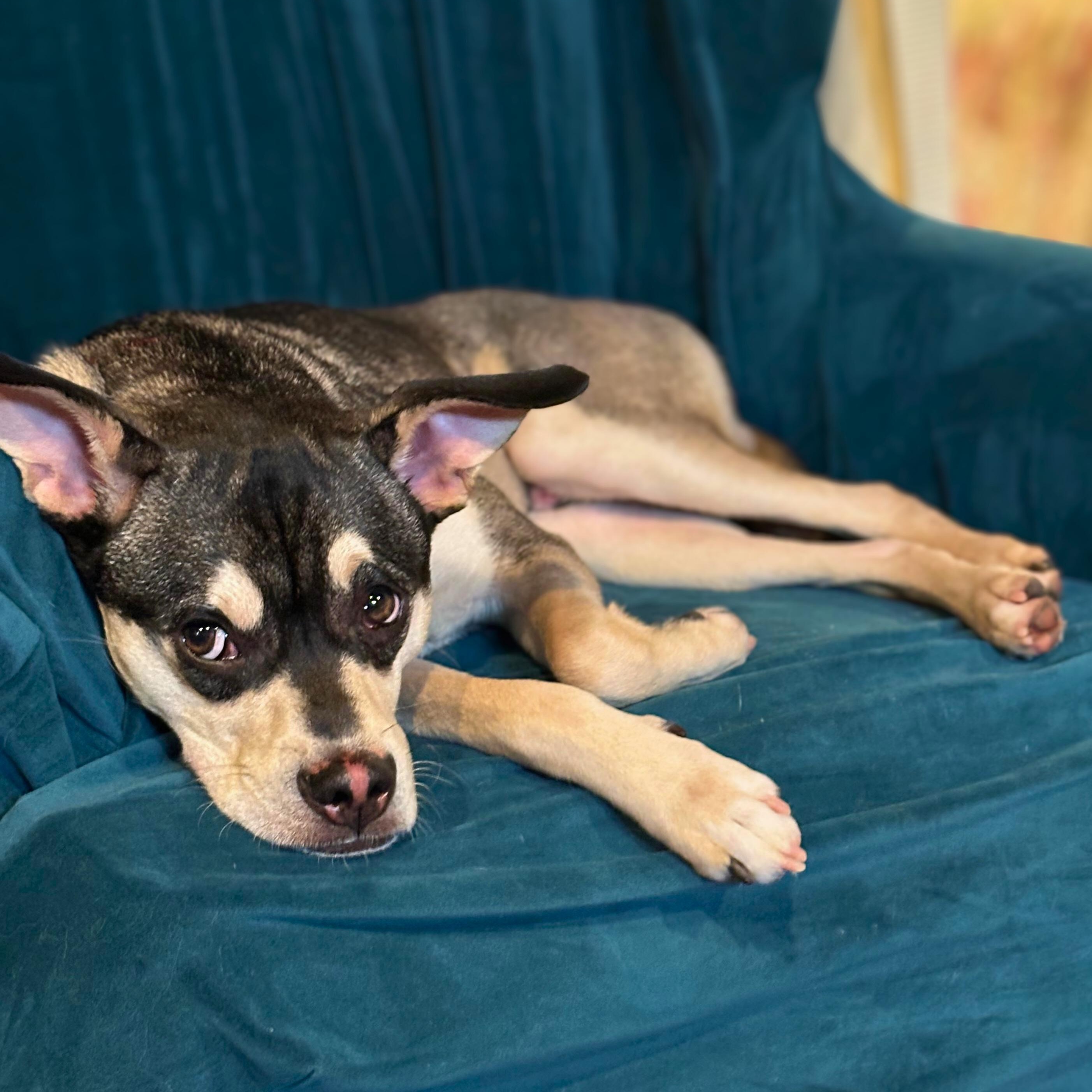 Enlarge Rowy, a Adoptable mixed breed in Baldwin, MD image 5/6