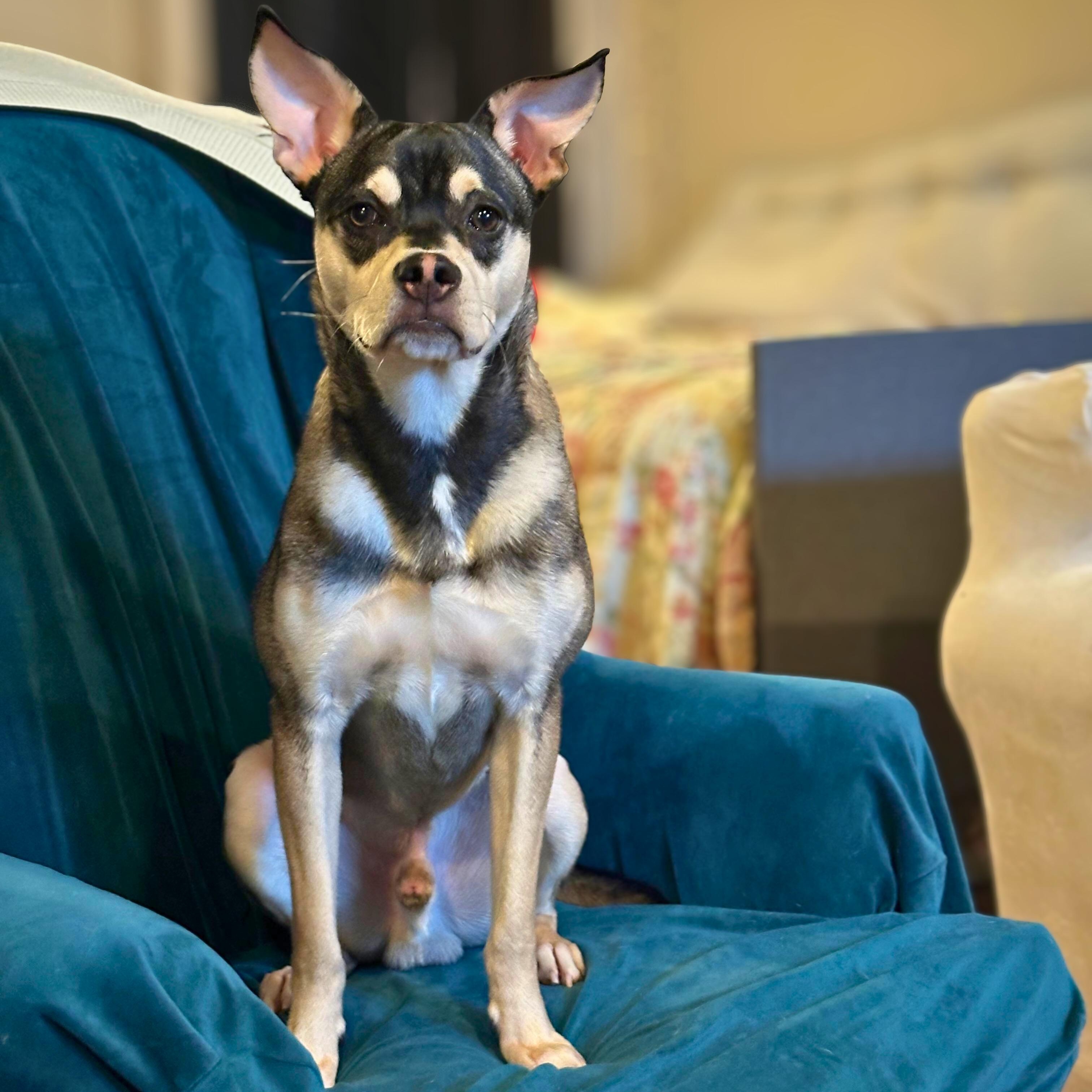 Rowy, Adoptable, Young Male Miniature Pinscher.