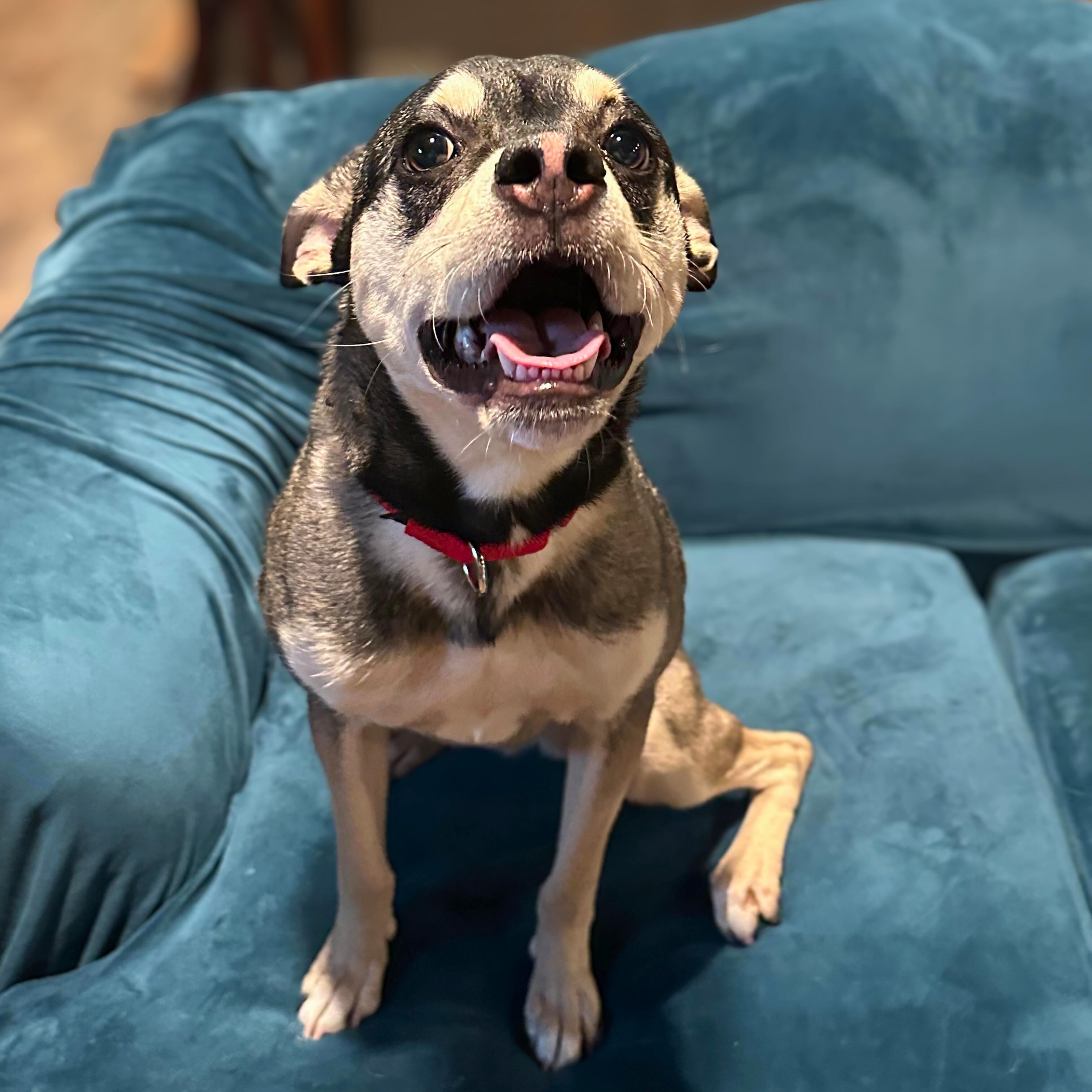 Enlarge Rowy, a Adoptable mixed breed in Baldwin, MD image 6/6