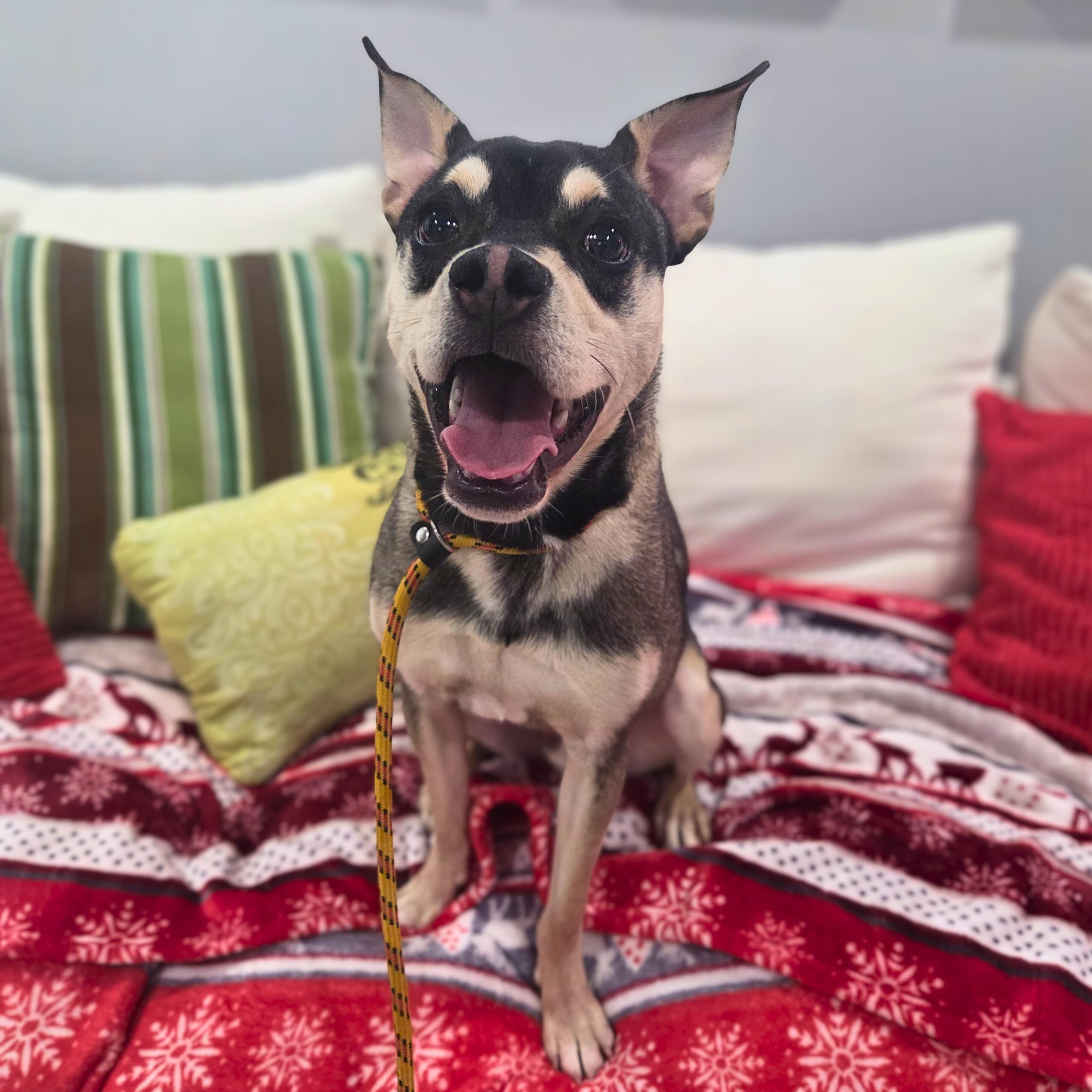 Enlarge Rowy, a Adoptable mixed breed in Baldwin, MD image 2/6