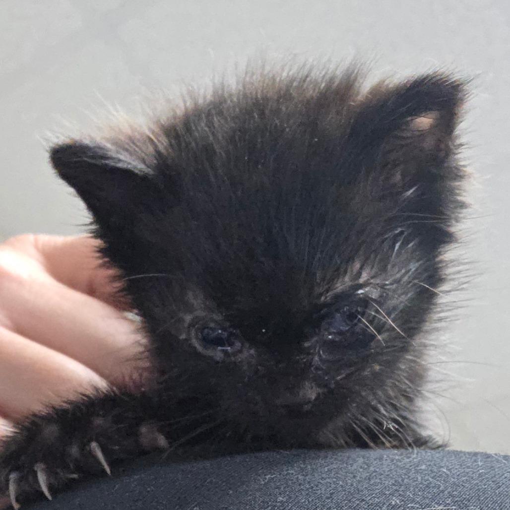 Wobble, Adoptable, Kitten Male Domestic Short Hair.