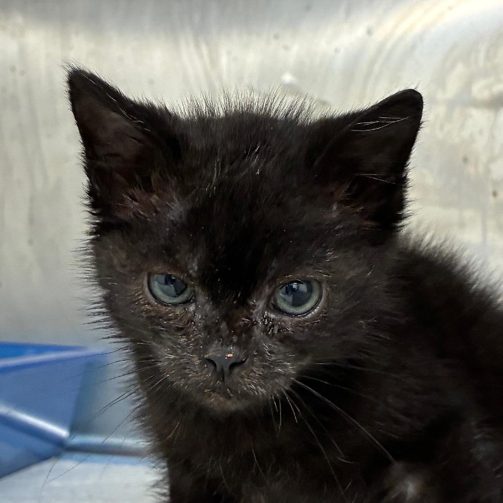 Enlarge Wobble, a Adoptable Domestic Short Hair in Bronson, FL image 2/2