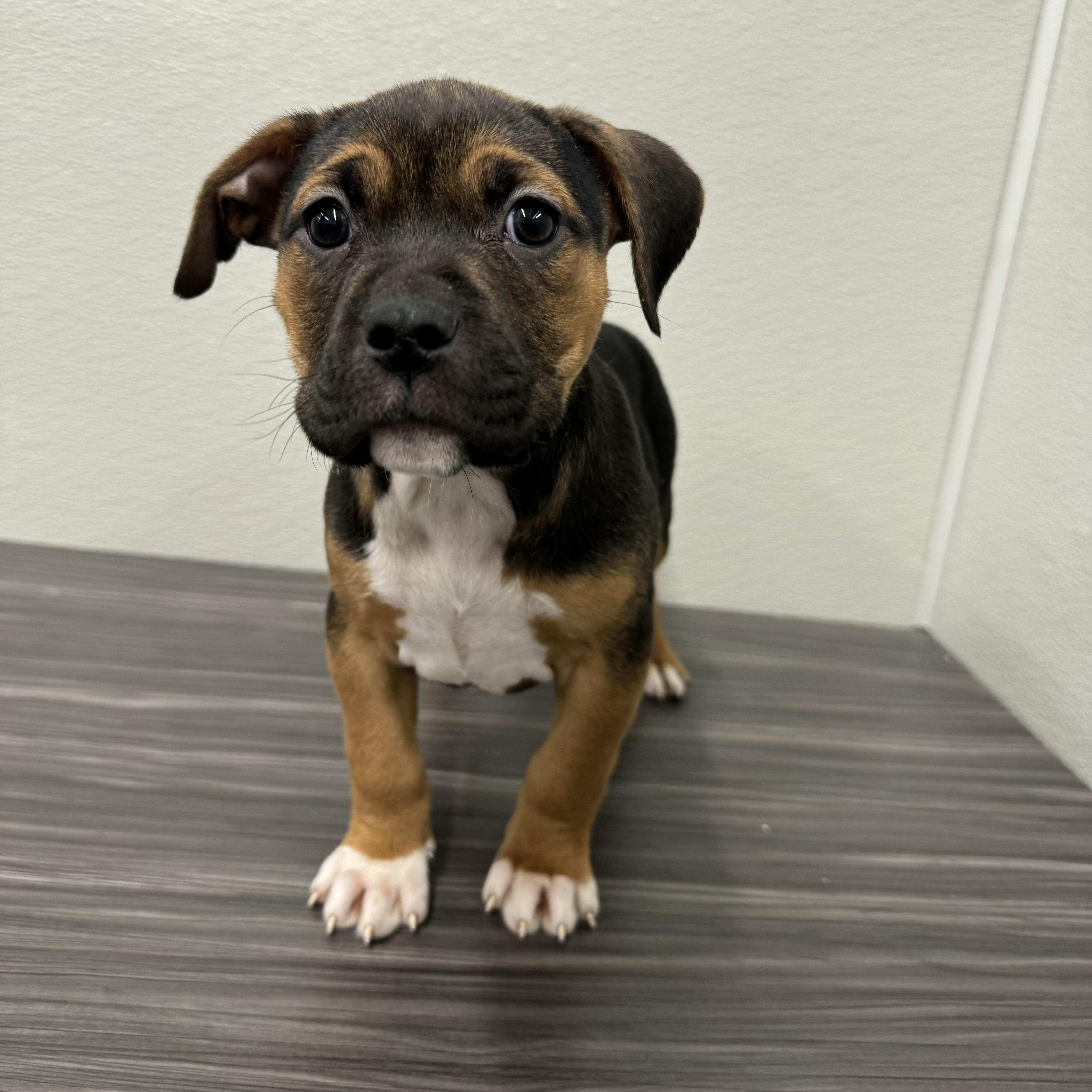 Sherry , ADOPTABLE, Puppy Female Pit Bull Terrier & American Bulldog.