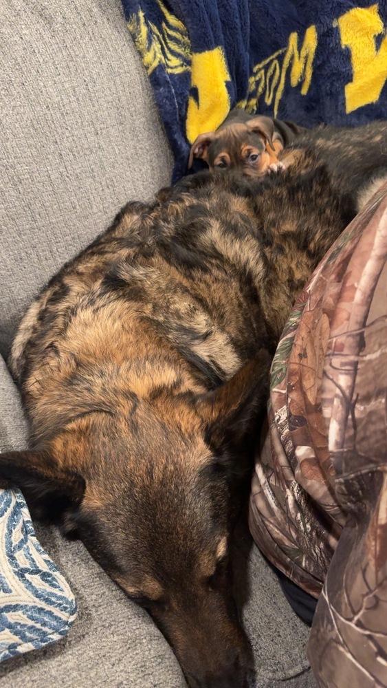 Enlarge Sherry , a ADOPTABLE mixed breed in China Township, MI image 5/6