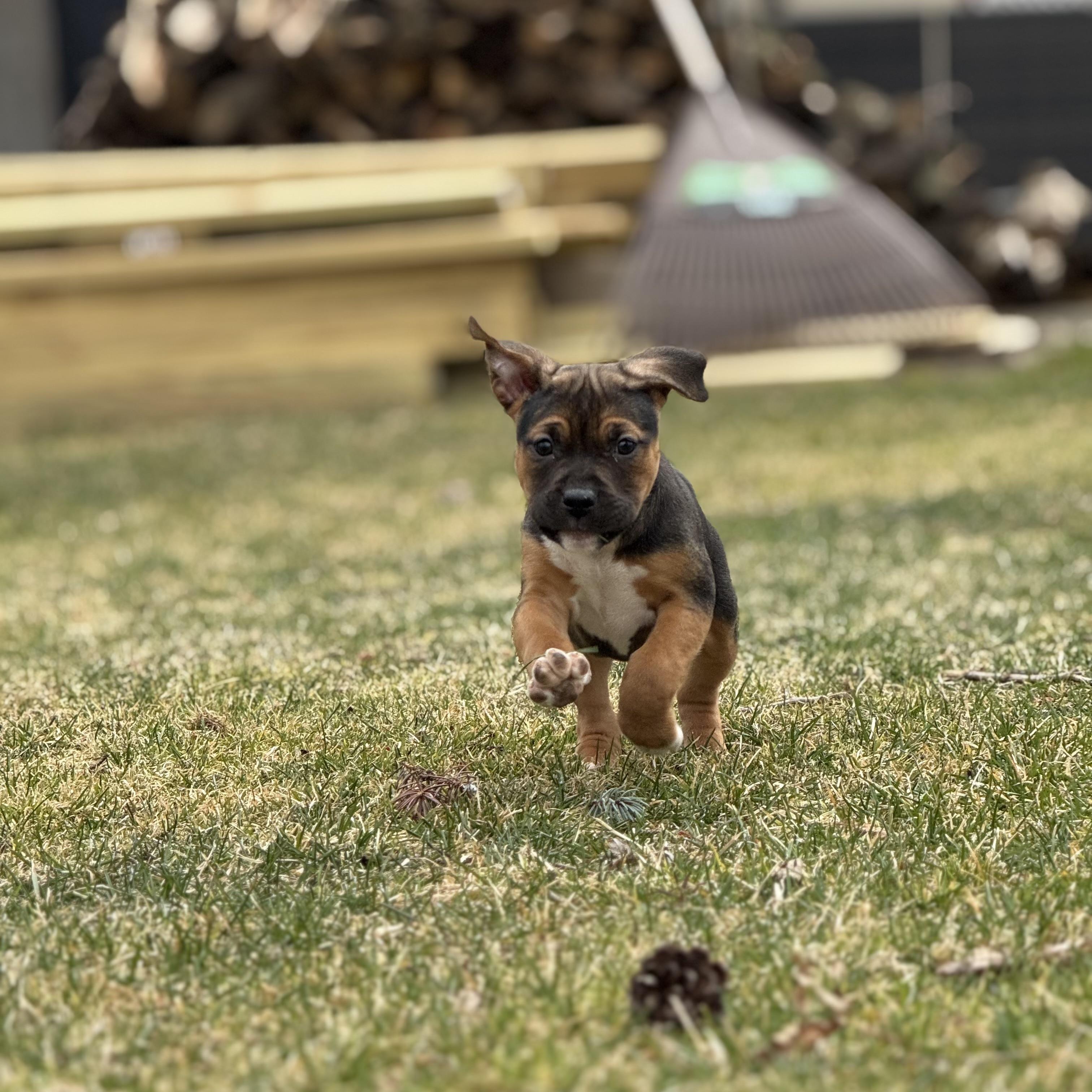 Enlarge Sherry , a ADOPTABLE mixed breed in China Township, MI image 2/6