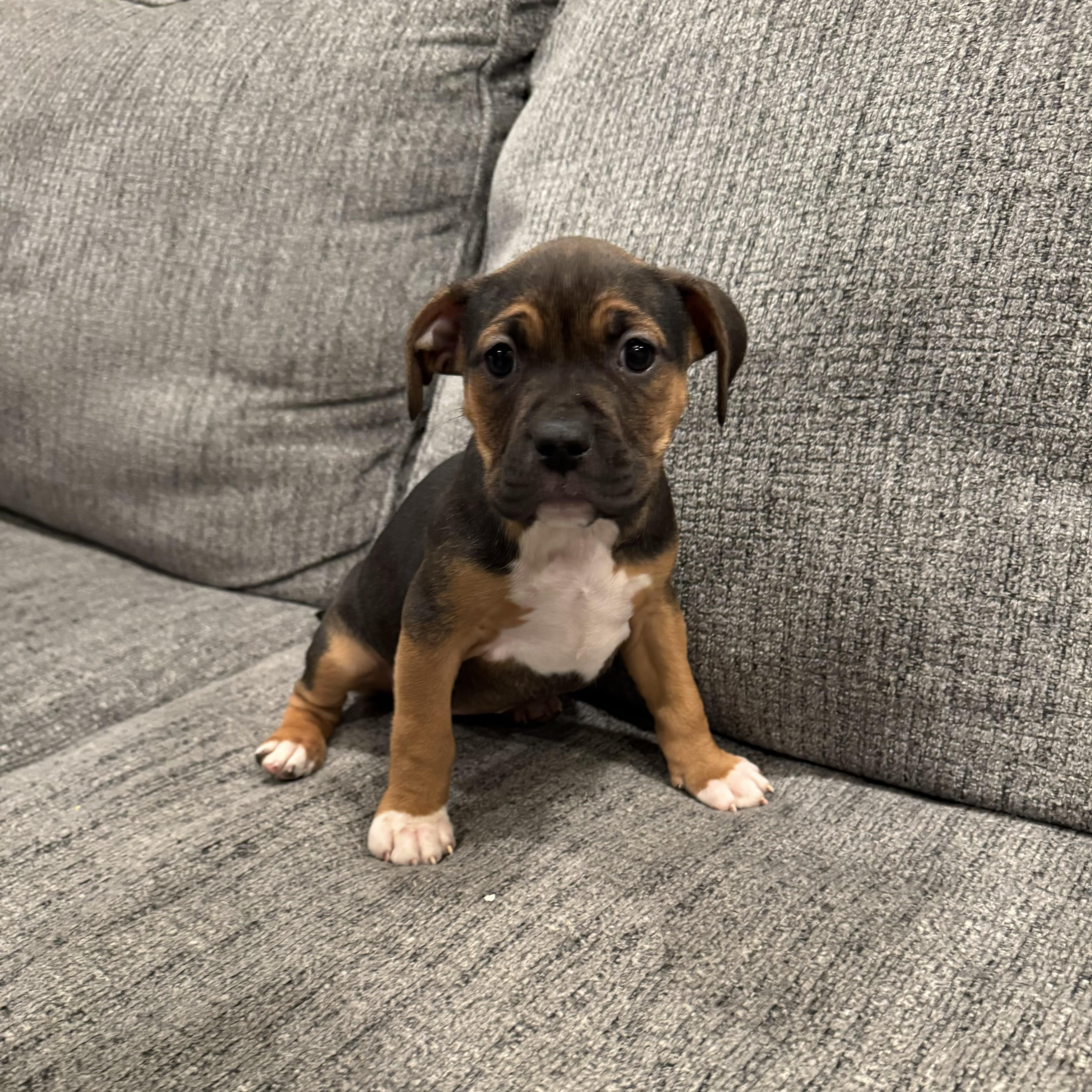 Enlarge Sherry , a ADOPTABLE mixed breed in China Township, MI image 4/6