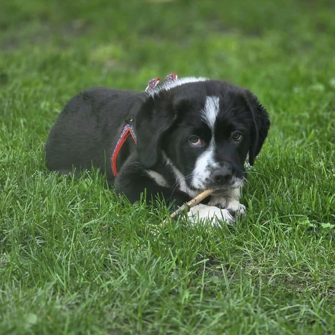 Enlarge Fergie, an adopted mixed breed in Edmonton, AB image 4/6