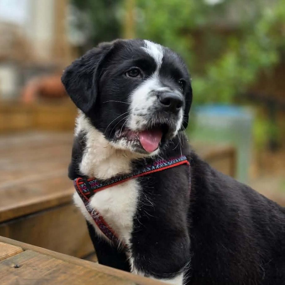 Fergie, adopted, Puppy Female Saint Bernard & Cane Corso.