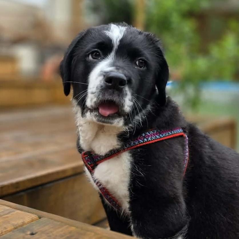 Enlarge Fergie, an adopted mixed breed in Edmonton, AB image 6/6
