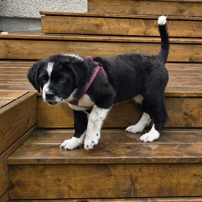 Enlarge Fergie, an adopted mixed breed in Edmonton, AB image 2/6