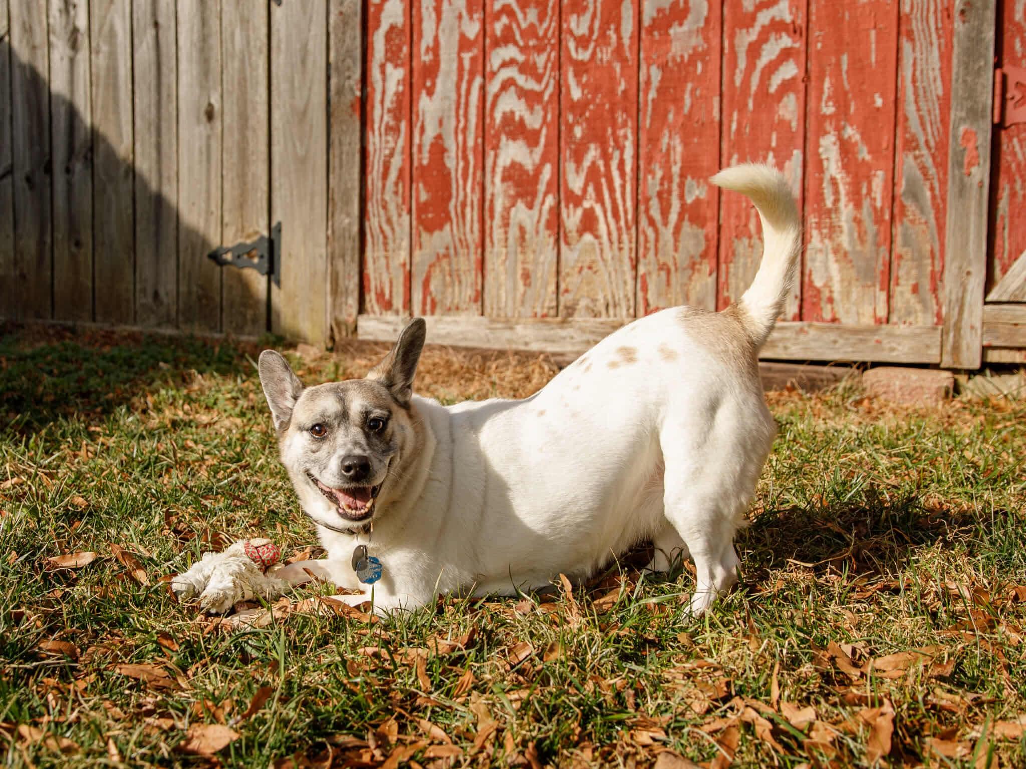 Piper, Adoptable, Senior Female Pembroke Welsh Corgi.