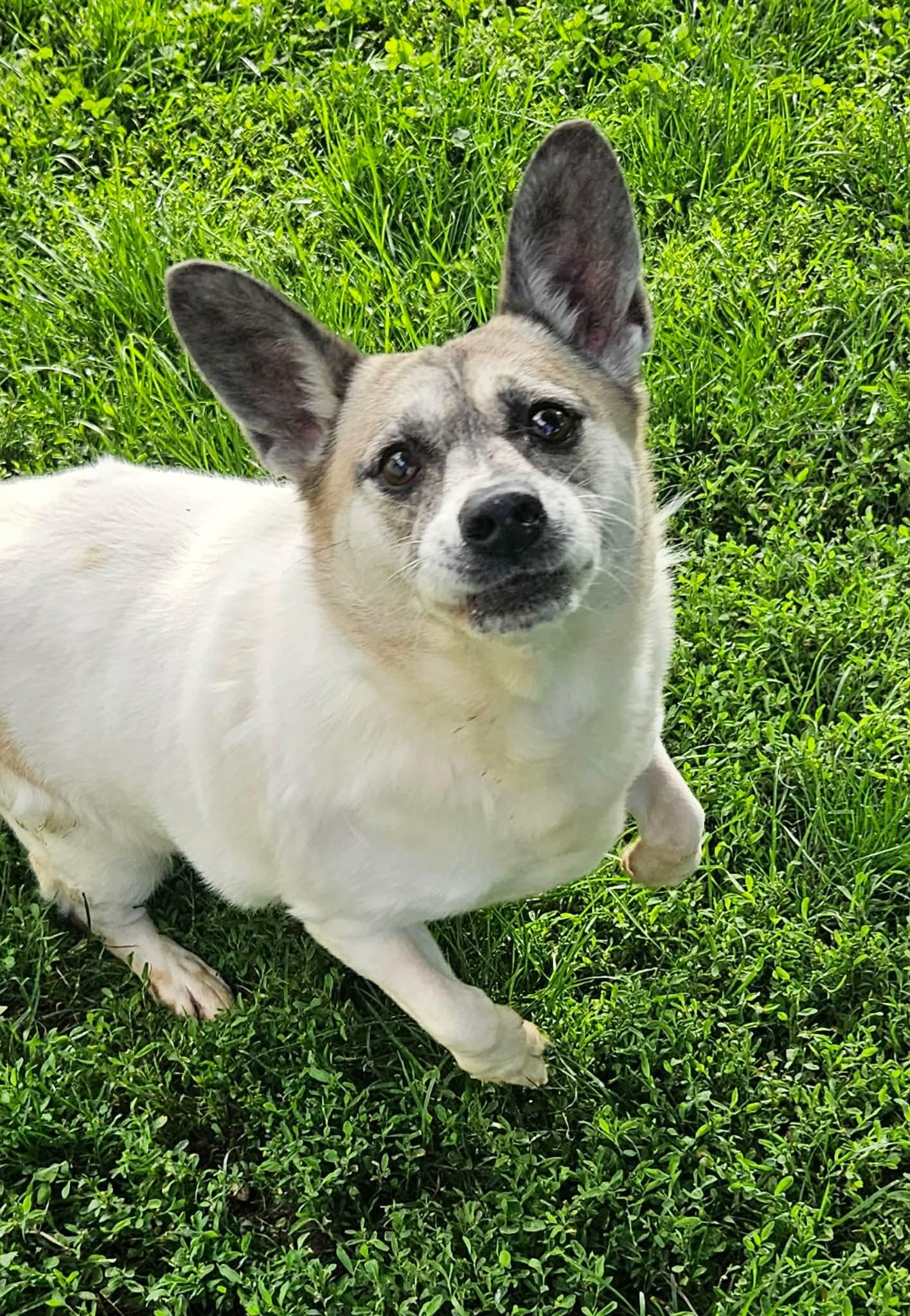 Piper, Adoptable, Senior Female Pembroke Welsh Corgi.